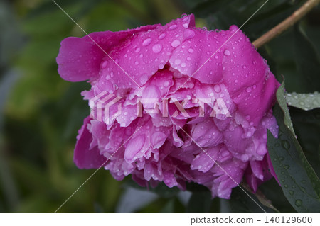 Pink Peony Blossom Covered in Raindrops Side View Pink Peony Blossom Covered in Raindrops Side View 140129600