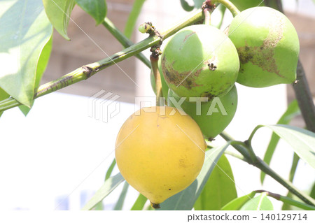 Garcinia xanthochymus, false mangosteen, gamboge, yellow mangosteen plant Garcinia xanthochymus, false mangosteen, gamboge, yellow mangosteen plant 140129714