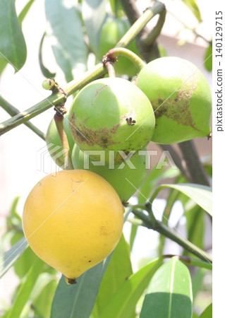 Garcinia xanthochymus, false mangosteen, gamboge, yellow mangosteen plant Garcinia xanthochymus, false mangosteen, gamboge, yellow mangosteen plant 140129715