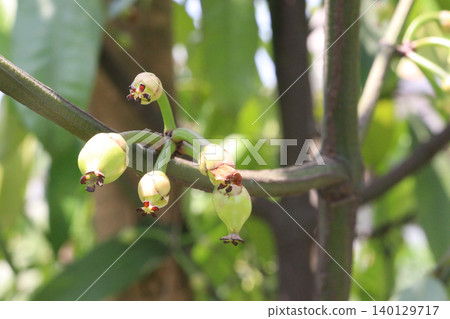 Garcinia xanthochymus, false mangosteen, gamboge, yellow mangosteen plant Garcinia xanthochymus, false mangosteen, gamboge, yellow mangosteen plant 140129717