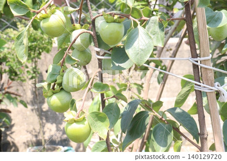 raw persimmon on tree in farm 140129720