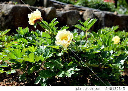 Peony A La Carte, Part Two Peony A La Carte, Part Two 140129845