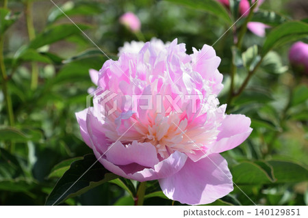 Peony A La Carte, Part Two Peony A La Carte, Part Two 140129851