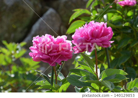 Peony A La Carte, Part Two Peony A La Carte, Part Two 140129853