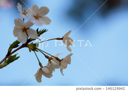 Colorful cherry blossoms shining in the spring sunshine Colorful cherry blossoms shining in the spring sunshine 140129942