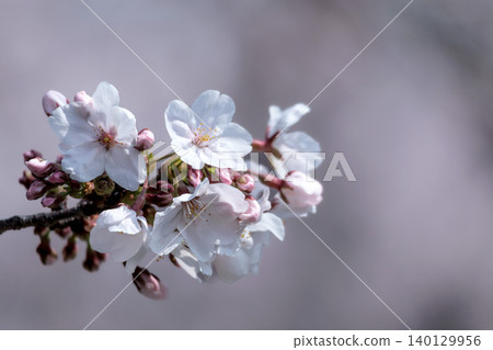 Colorful cherry blossoms shining in the spring sunshine Colorful cherry blossoms shining in the spring sunshine 140129956
