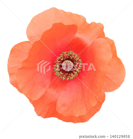 Flower cutout 02_Poppy Flower cutout 02_Poppy 140129958