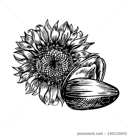 The head of a sunflower flower and its open seed. Black and white vector, hand-drawn graphic illustration. Element of design for postcards, packaging and labels, posters, banners, and more. The head of a sunflower flower and its open seed. Black and white vector, hand-drawn graphic illustration. Element of design for postcards, packaging and labels, posters, banners, and more. 140130042