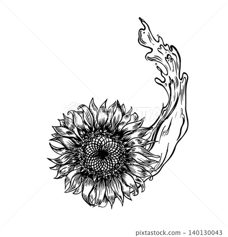 A sunflower flower head and a splash of oil. A black and white vector, hand-drawn graphic illustration. An element of design for postcards, packaging and labels, posters, banners, and more. A sunflower flower head and a splash of oil. A black and white vector, hand-drawn graphic illustration. An element of design for postcards, packaging and labels, posters, banners, and more. 140130043