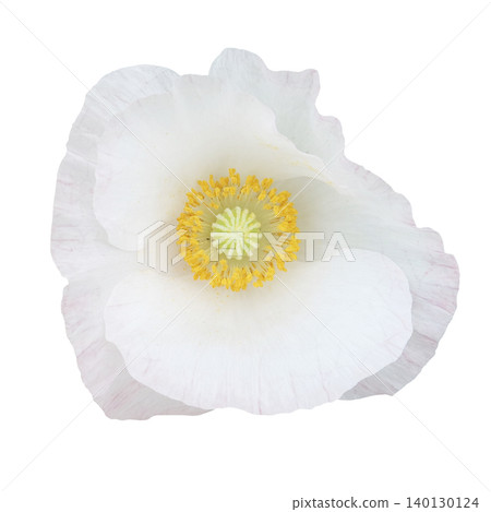 Flower cutout 03_Poppy 140130124