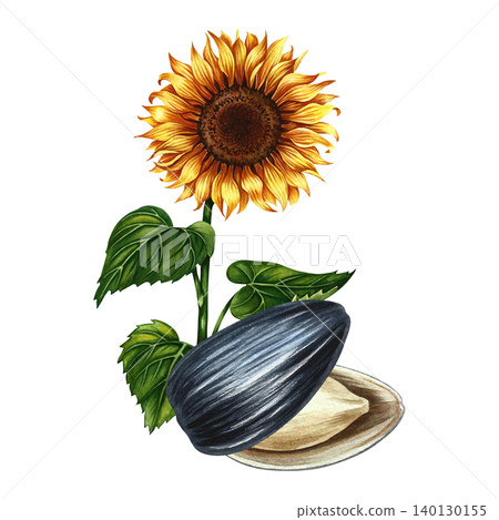 The head of a sunflower flower and its open seed. Hand-drawn watercolor illustration. Element of design for postcards, packaging and labels, posters, banners, and more. The head of a sunflower flower and its open seed. Hand-drawn watercolor illustration. Element of design for postcards, packaging and labels, posters, banners, and more. 140130155