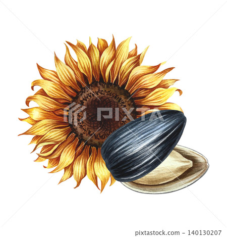 The head of a sunflower flower and its open seed. Hand-drawn watercolor illustration. Element of design for postcards, packaging and labels, posters, banners, and more. The head of a sunflower flower and its open seed. Hand-drawn watercolor illustration. Element of design for postcards, packaging and labels, posters, banners, and more. 140130207
