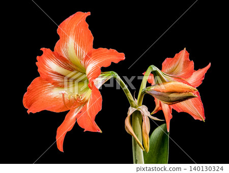 Stunning Orange Hippeastrum Amaryllis Flower Blooming Against a Solid Black Background Stunning Orange Hippeastrum Amaryllis Flower Blooming Against a Solid Black Background 140130324