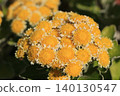 Flower of Hana feathers 140130547