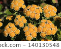 Flower of Hana feathers 140130548