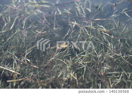 Marsh frog, Pelophylax ridibundus, peeking out of water among dense aquatic grass, wild amphibian camouflage in natural pond habitat. Marsh frog, Pelophylax ridibundus, peeking out of water among dense aquatic grass, wild amphibian camouflage in natural pond habitat. 140130568