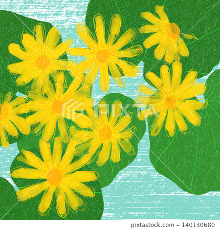Hand-drawn flower illustration: Farfugium japonicum Hand-drawn flower illustration: Farfugium japonicum 140130680