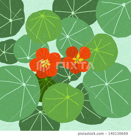 Hand-drawn flower illustration: Nasturtium Hand-drawn flower illustration: Nasturtium 140130689