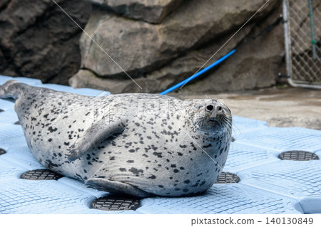 Cute sesame seal Cute sesame seal 140130849