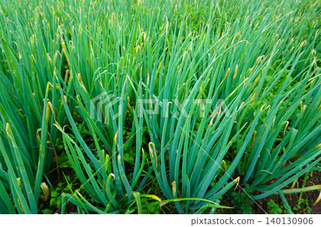 Fresh Green Leeks Growing in a Rural Agricultural Field Fresh Green Leeks Growing in a Rural Agricultural Field 140130906