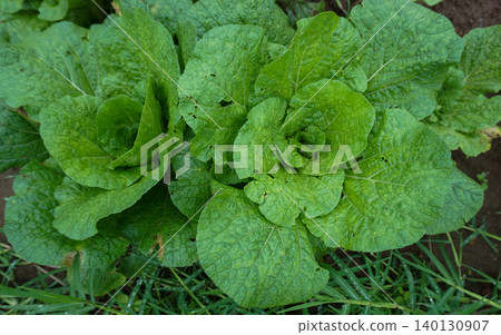 Fresh Green Chinese Cabbage Plants Growing in the Agricultural Field Fresh Green Chinese Cabbage Plants Growing in the Agricultural Field 140130907