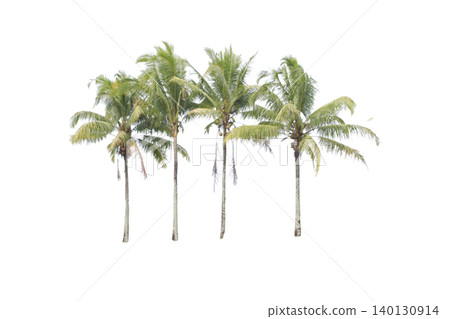 Four Tall Coconut Trees Cutout Set for Architectural Landscaping Four Tall Coconut Trees Cutout Set for Architectural Landscaping 140130914