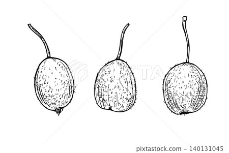 Hand drawn three fresh gooseberry or unripe kiwi fruits line art black ink sketch. Monochrome berries with stem vector isolated illustration. Botanical drawing for food design, culinary menu item. Hand drawn three fresh gooseberry or unripe kiwi fruits line art black ink sketch. Monochrome berries with stem vector isolated illustration. Botanical drawing for food design, culinary menu item. 140131045