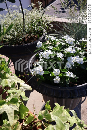 White vinca and green potted plants White vinca and green potted plants 140131066