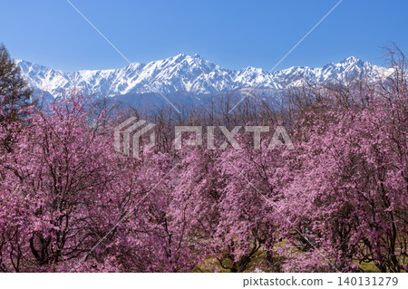 Oneyama, Ogawa Village, Kamiminochi District, Nagano Prefecture Sakurayama at Tateya Bansho: Weeping cherry trees grown on Edohigan roots and snow-capped Northern Alps 140131279