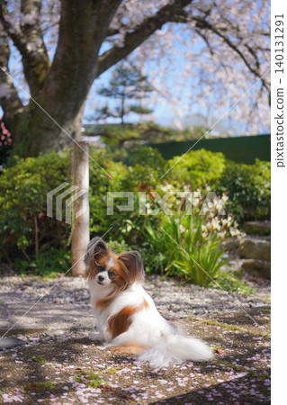 Papillon and the garden Papillon and the garden 140131291