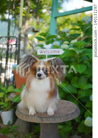 Cute papillon 140131297