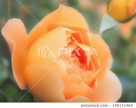 Rose (Pat Austin, aff20260515060404) Rose (Pat Austin, aff20260515060404) 140131464