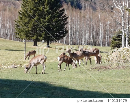 Hokkaido's wild deer Hokkaido's wild deer 140131479