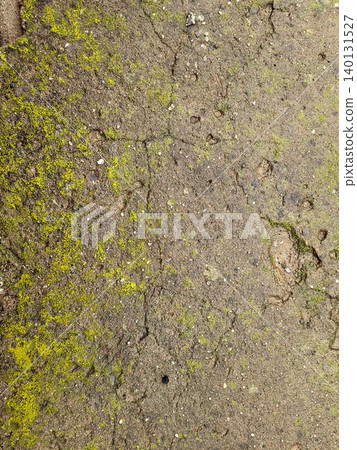 Green Moss Growing On Rough Ground Surface Green Moss Growing On Rough Ground Surface 140131527