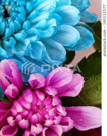 Blue and pink chrysanthemum flowers macro floral composition Blue and pink chrysanthemum flowers macro floral composition 140131577