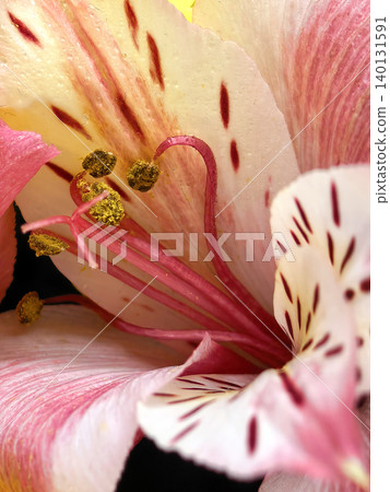 Pink alstroemeria flower macro with detailed stamens Pink alstroemeria flower macro with detailed stamens 140131591