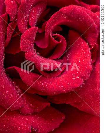 Red rose center macro with dew covered petals Red rose center macro with dew covered petals 140131592