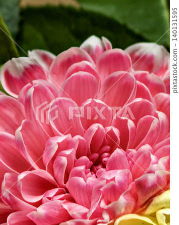 Pink chrysanthemum bloom macro with layered petals Pink chrysanthemum bloom macro with layered petals 140131595