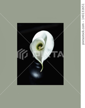 Elegant White Calla Lily on Dark Background Elegant White Calla Lily on Dark Background 140131651