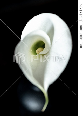 Elegant White Calla Lily on Dark Background Elegant White Calla Lily on Dark Background 140131720