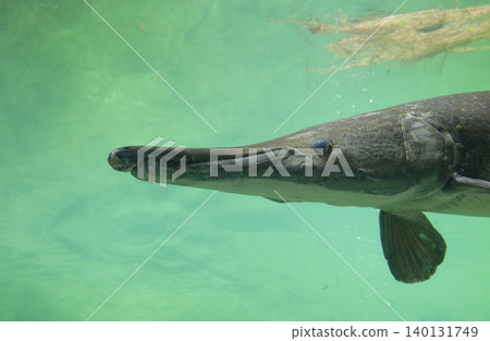 Fish Underwater in Aquarium Pool, East TX 140131749