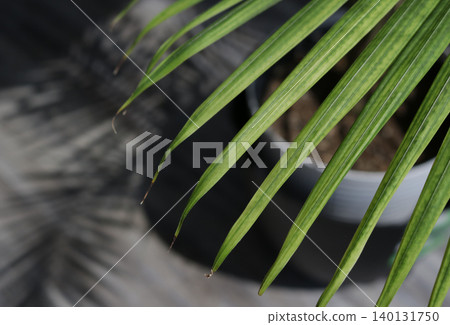 Close up of Palm Frond and Shadow in Office Close up of Palm Frond and Shadow in Office 140131750