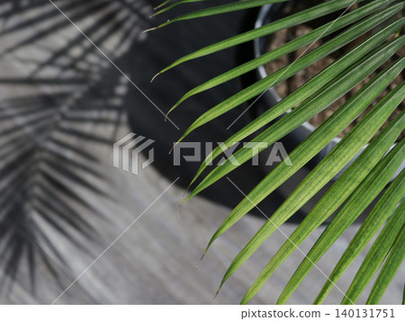 Close up of Palm Frond and Shadow in Office Close up of Palm Frond and Shadow in Office 140131751