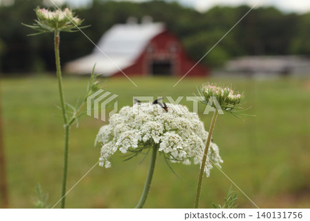 Close up of Wildflowers With Red Barn in Background. Rural East Texas Close up of Wildflowers With Red Barn in Background. Rural East Texas 140131756
