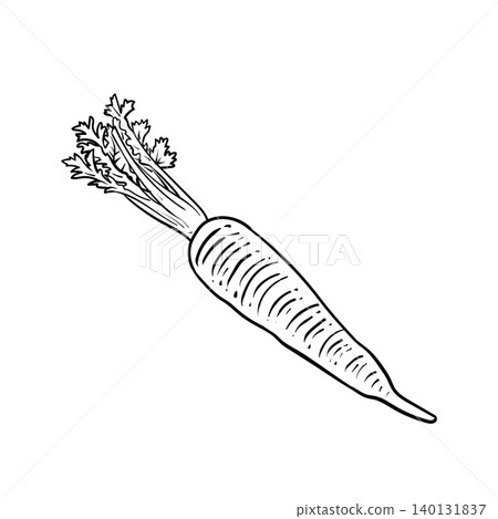 Hand-drawn Carrot Illustration Hand-drawn Carrot Illustration 140131837