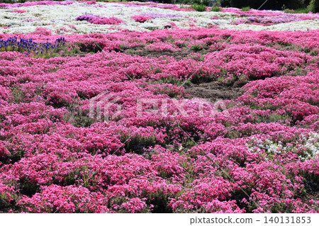 一片盛開的苔蘚福祿考花田。 一片盛開的苔蘚福祿考花田。 140131853