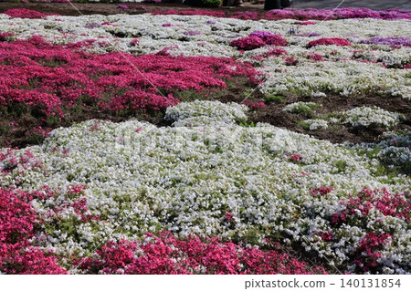 一片盛開的苔蘚福祿考花田。 140131854