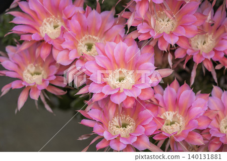 Cactus flowers that bloomed in our garden 140131881