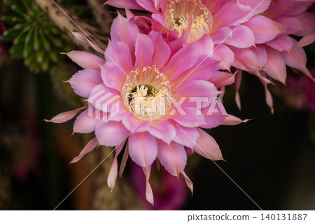 Cactus flowers that bloomed in our garden Cactus flowers that bloomed in our garden 140131887