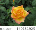 2604 Yellow and pink roses 2 140131925